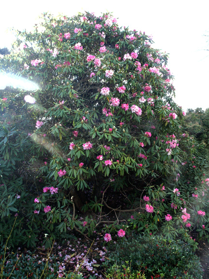Rhododendron X pulcherricum  wk frm.JPG